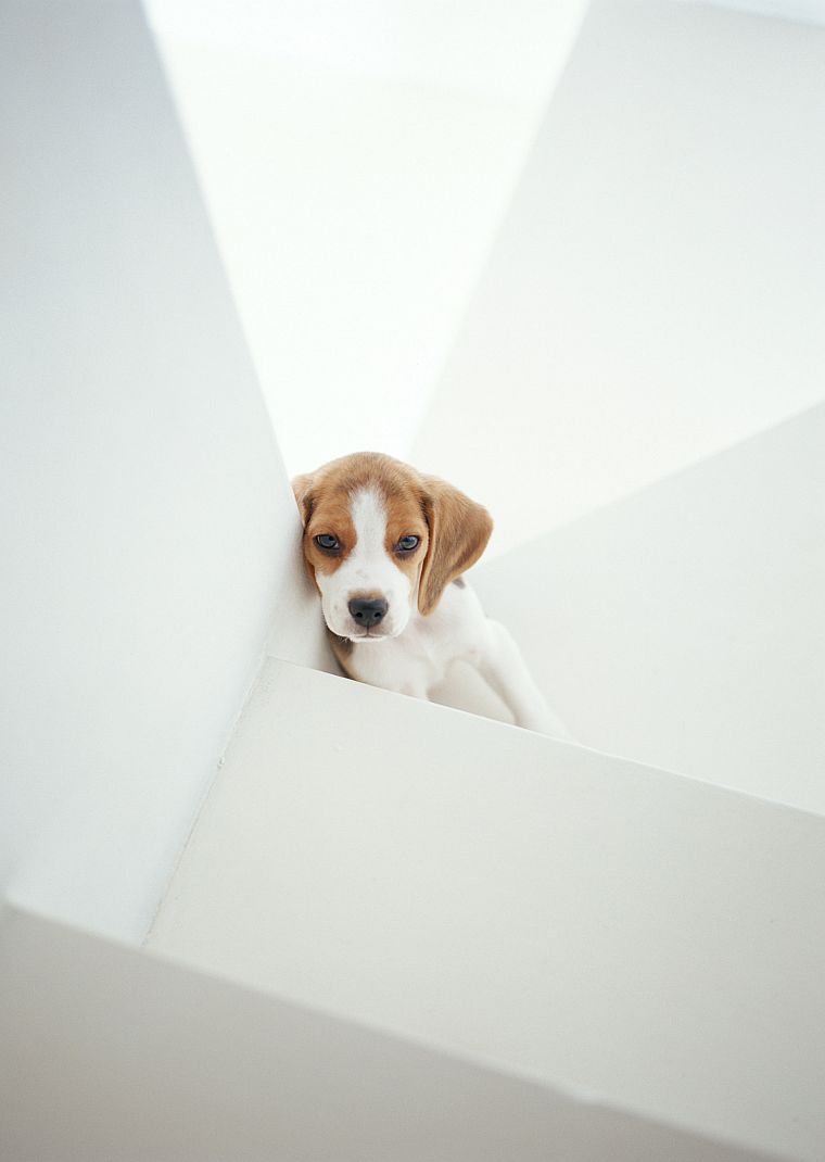 animals, dogs - desktop wallpaper