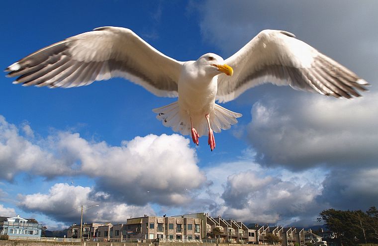 birds, animals, seagulls, hover - desktop wallpaper