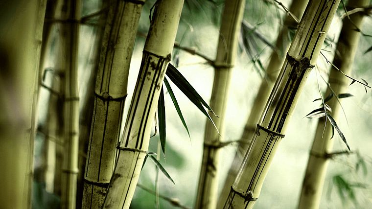 nature, bamboo, plants - desktop wallpaper