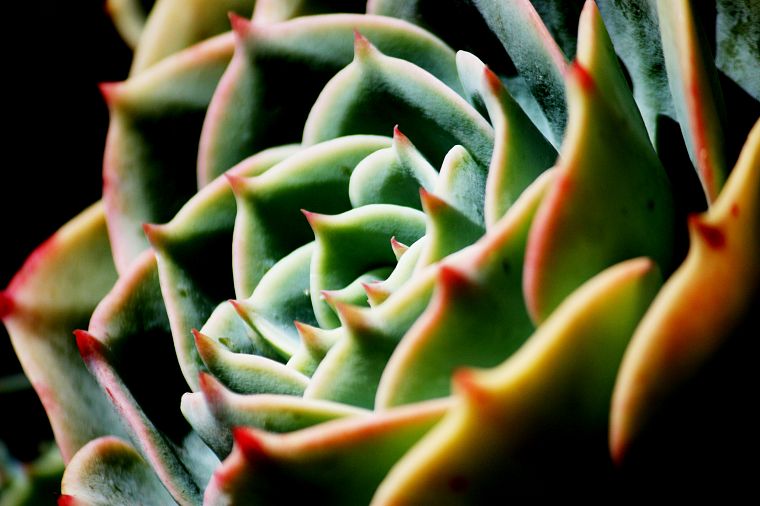 nature, plants, cactus - desktop wallpaper