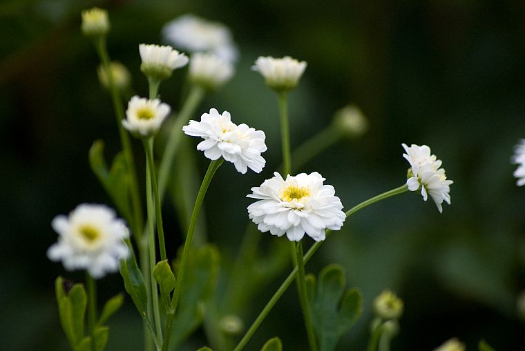 nature, flowers, summer, white flowers - desktop wallpaper