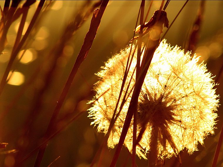 nature, sunlight, dandelions - desktop wallpaper