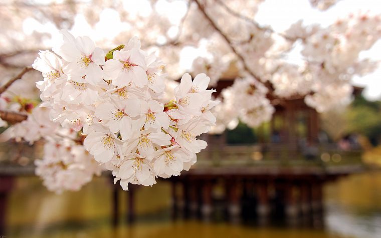 cherry blossoms, trees, blossoms - desktop wallpaper