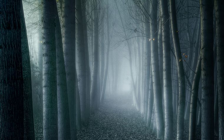 trees, forests, fog, mist, eerie - desktop wallpaper