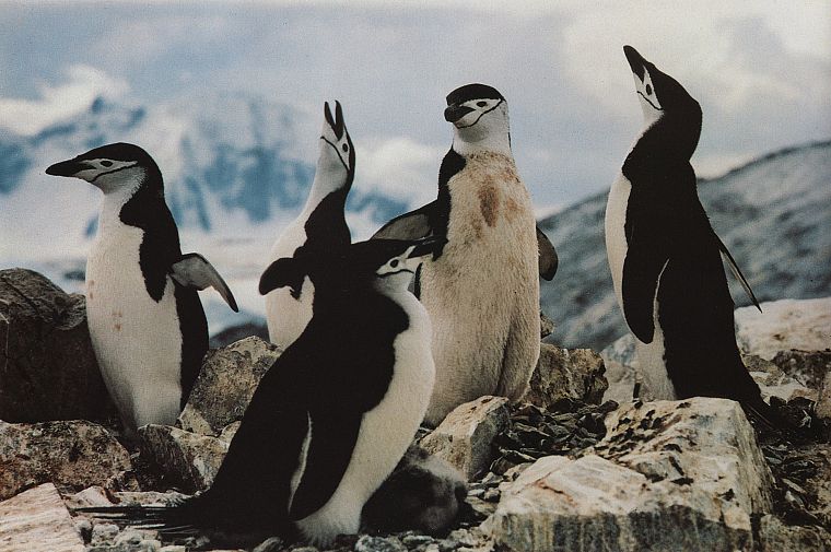 nature, penguins, Chinstrap Penguins - desktop wallpaper