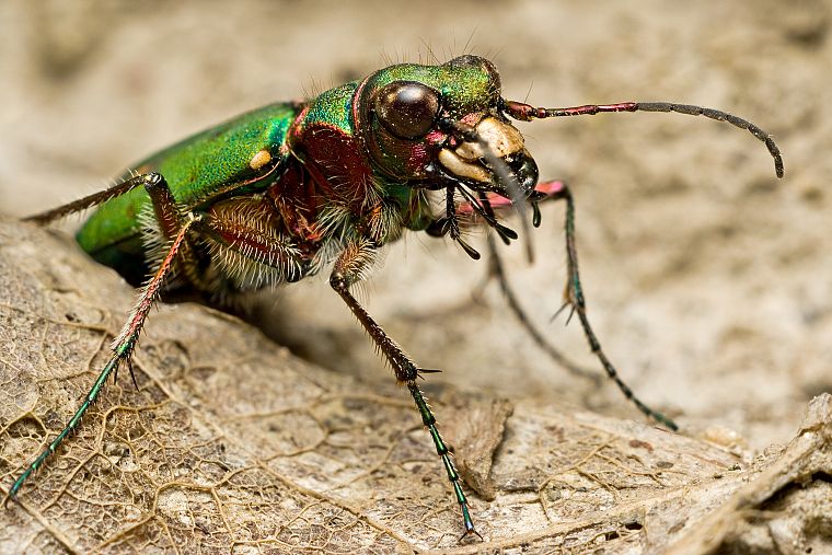 insects, beetles, iridescence - desktop wallpaper