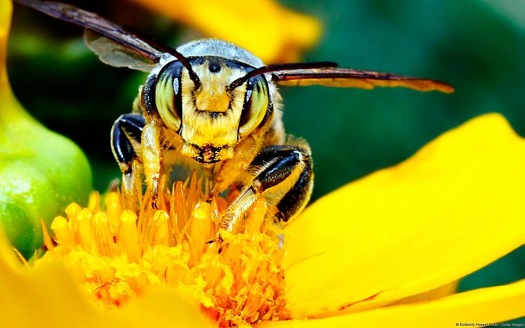 yellow, bees - desktop wallpaper