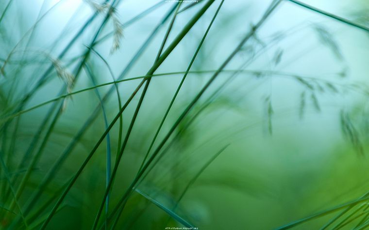 nature, grass, macro, depth of field - desktop wallpaper