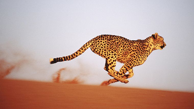 cheetahs, Africa, aferica - desktop wallpaper