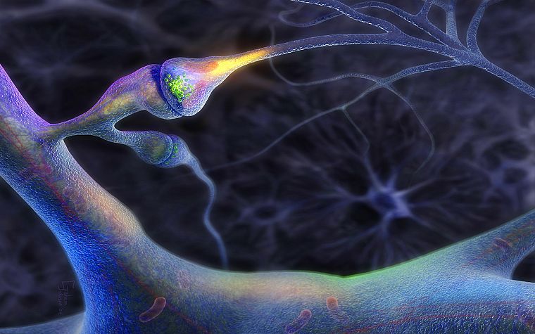 brain, neurons, nerves - desktop wallpaper