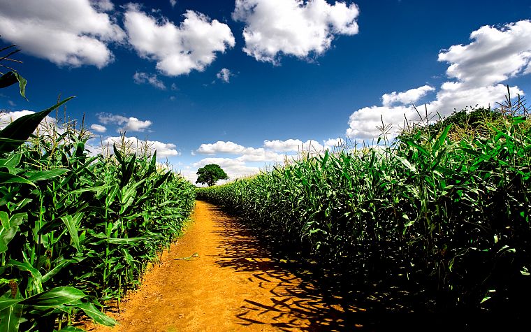 clouds, nature, fields, corn, farms - desktop wallpaper