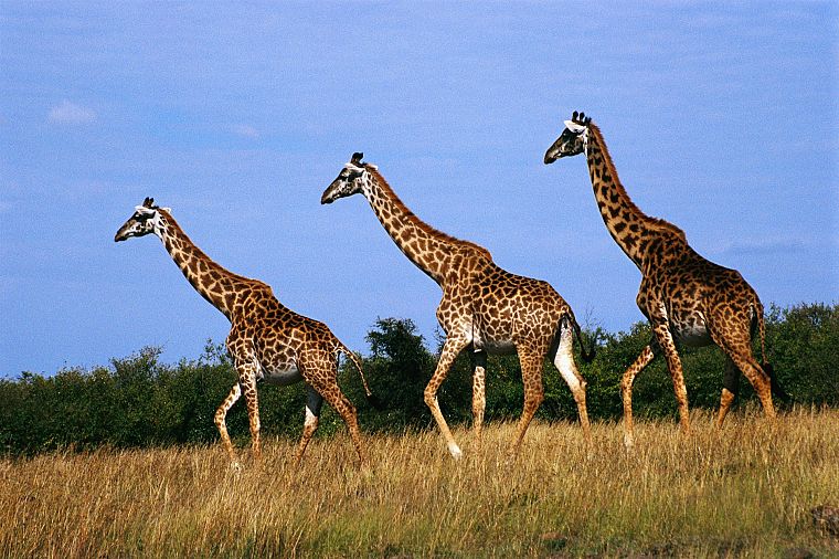 animals, giraffes - desktop wallpaper