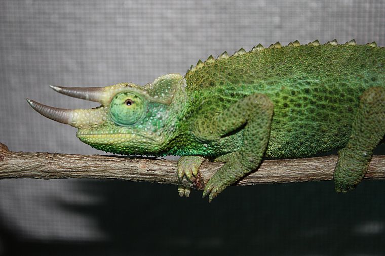 chameleons, horns, reptiles - desktop wallpaper