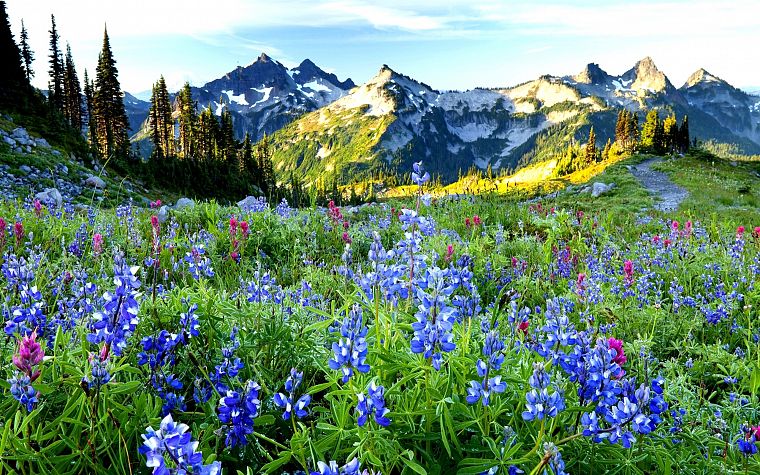 mountains, landscapes, nature, blue flowers, wildflowers - desktop wallpaper