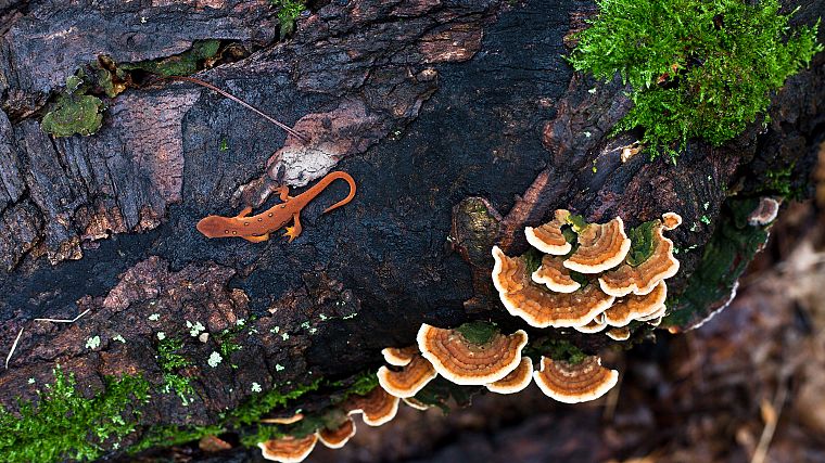 trees, mushrooms, lizards, bark - desktop wallpaper