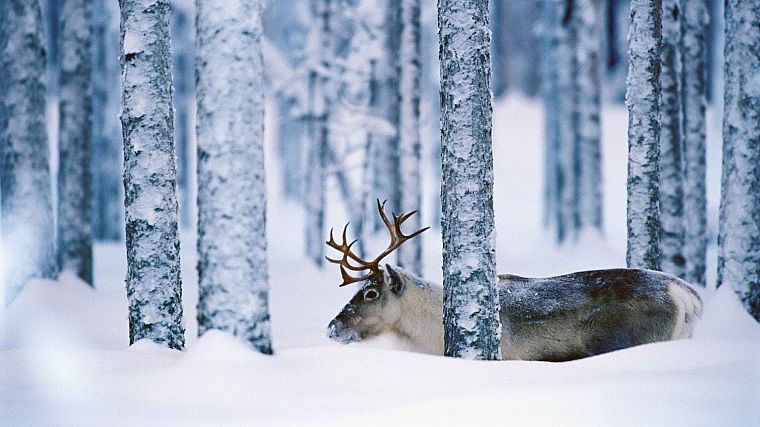 Sweden, reindeer - desktop wallpaper
