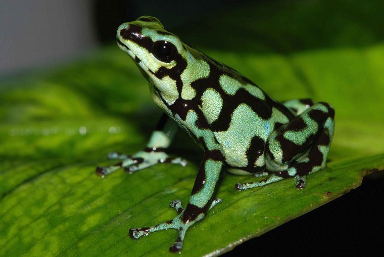 animals, frogs, amphibians, Poison Dart Frogs - desktop wallpaper