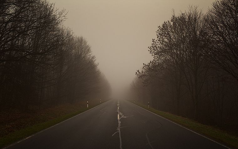 trees, fog, roads - desktop wallpaper