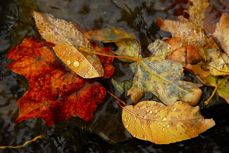 autumn, leaves, ponds, rivers - desktop wallpaper