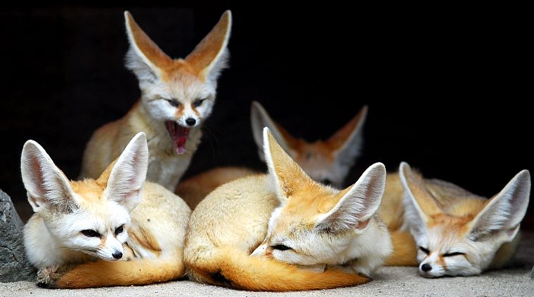 animals, fennec fox - desktop wallpaper