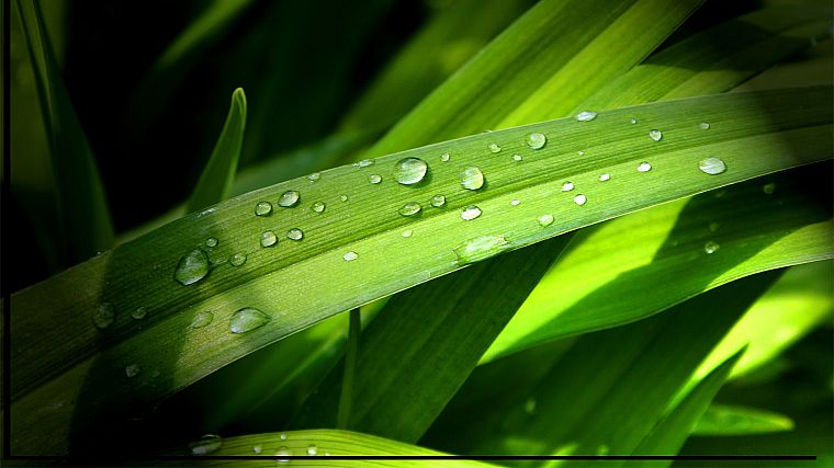 leaves, grass, water drops - desktop wallpaper
