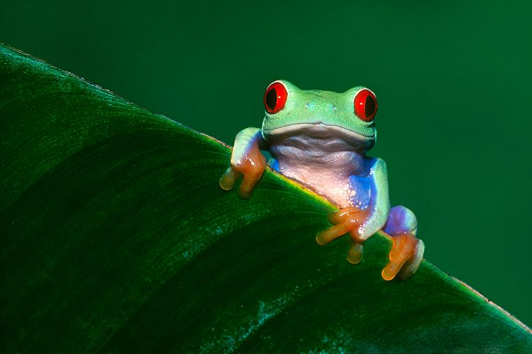 animals, frogs, Red-Eyed Tree Frog, amphibians - desktop wallpaper