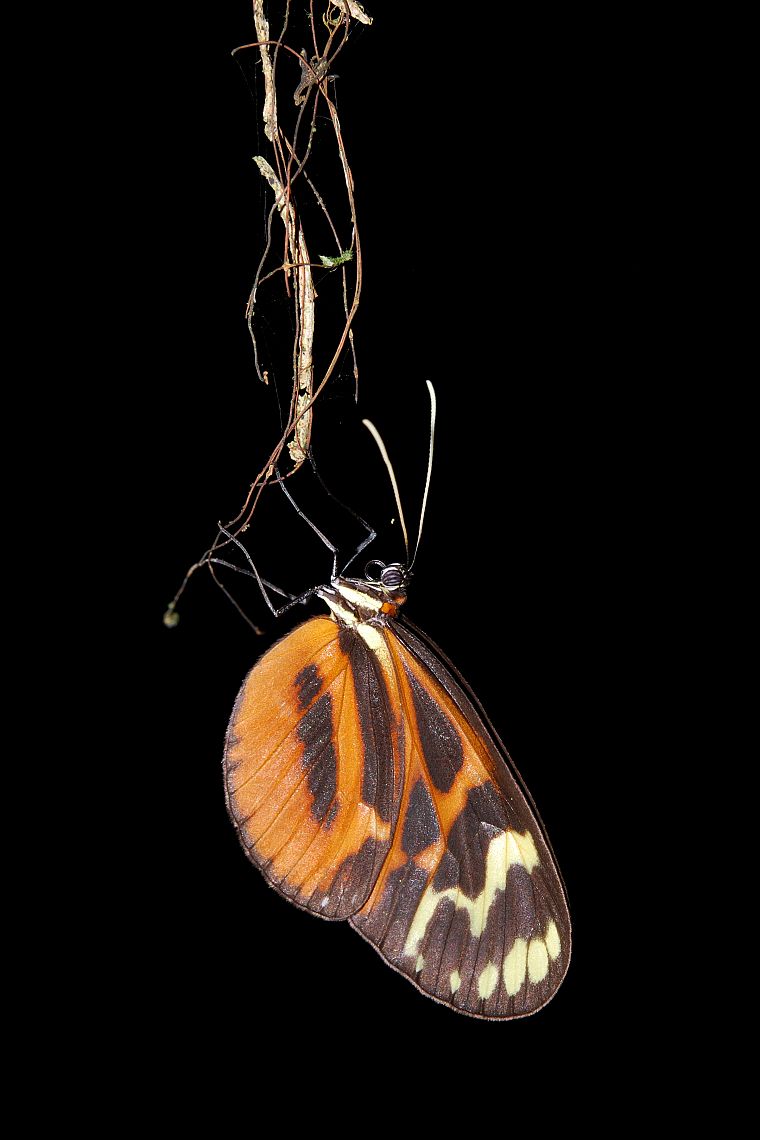 animals, insects, macro, butterflies - desktop wallpaper