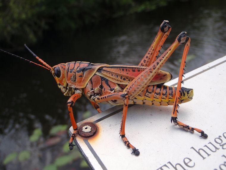 grasshopper - desktop wallpaper