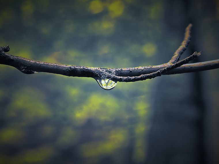 nature, water drops, macro, branches - desktop wallpaper
