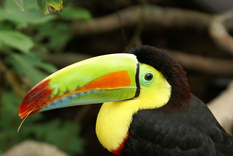 birds, animals, toucans - desktop wallpaper