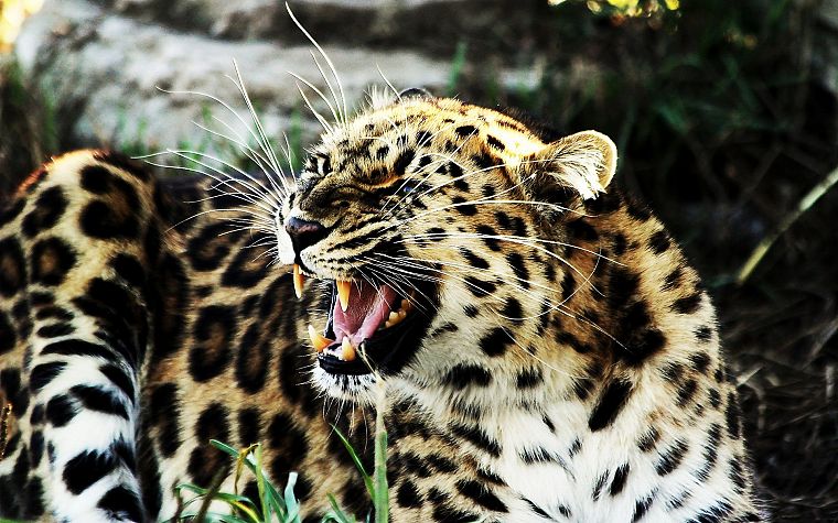 animals, feline, leopards - desktop wallpaper