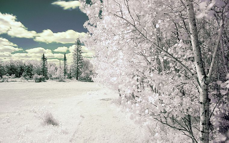 winter, snow, trees, frozen - desktop wallpaper