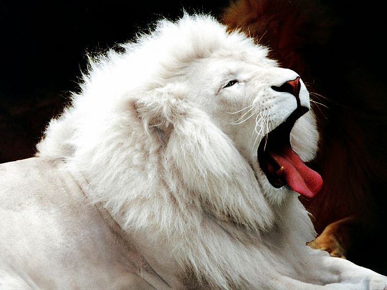 animals, lions, white lions, Leucism - desktop wallpaper