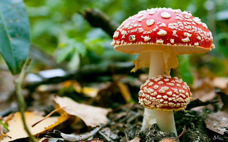 mushrooms, fungus, Fly Agaric Mushrooms - desktop wallpaper
