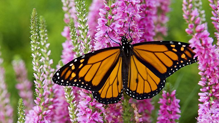 Canada, plants, monarch, butterflies - desktop wallpaper