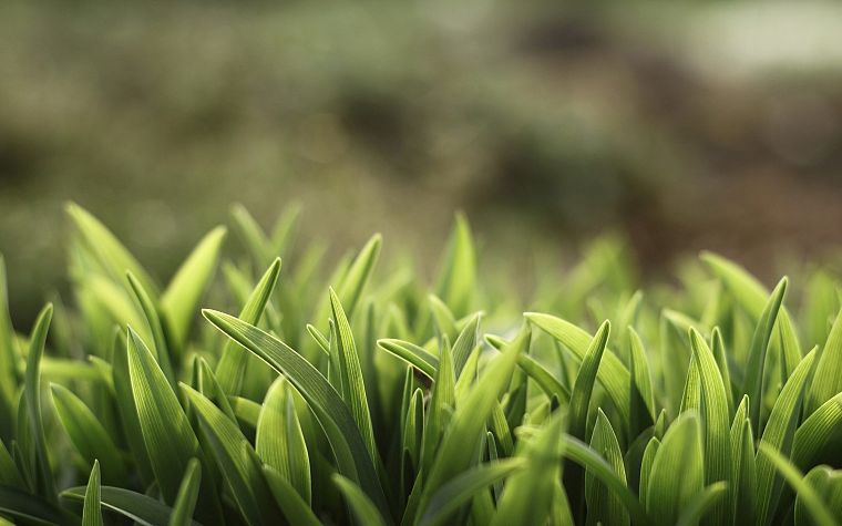 green, nature, grass, macro, depth of field - desktop wallpaper