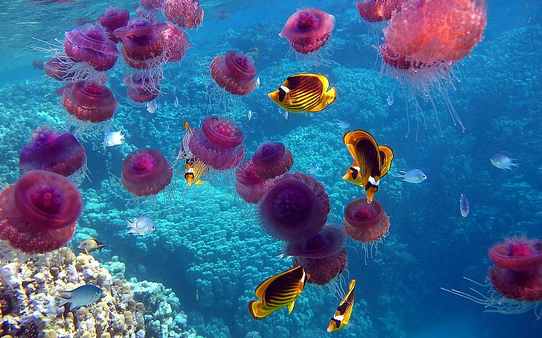 nature, fish, jellyfish, underwater, coral reef, sealife - desktop wallpaper