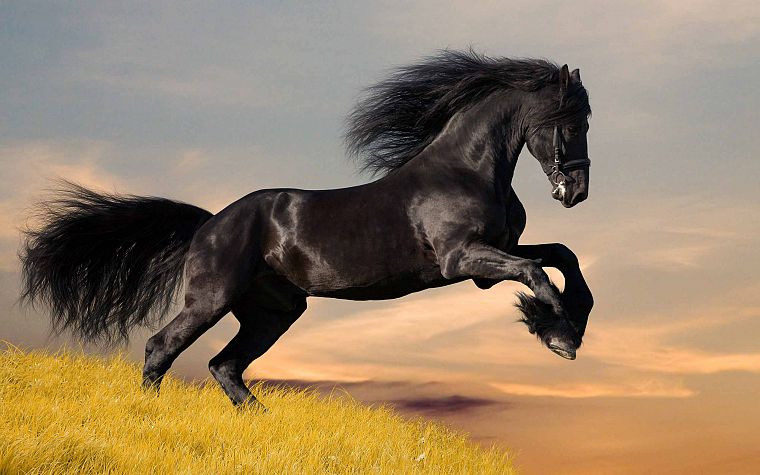 horses, jump, Grassland, cavallo impennato - desktop wallpaper