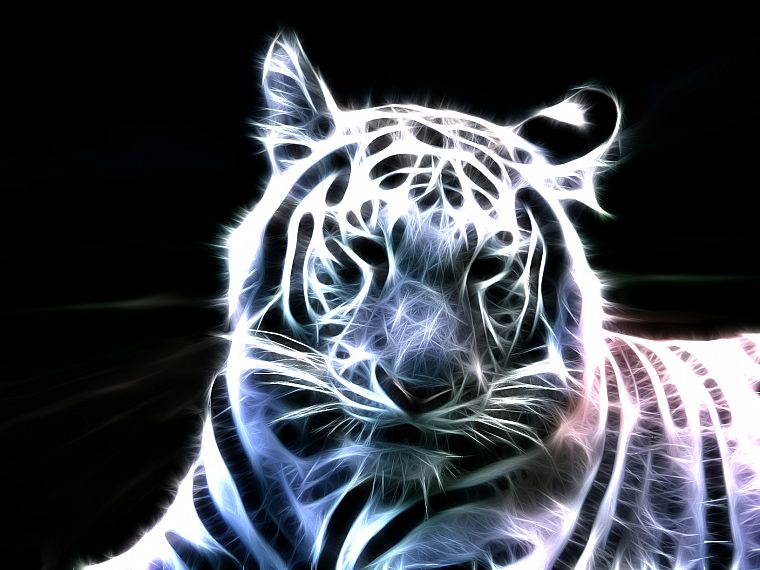 white tiger - desktop wallpaper