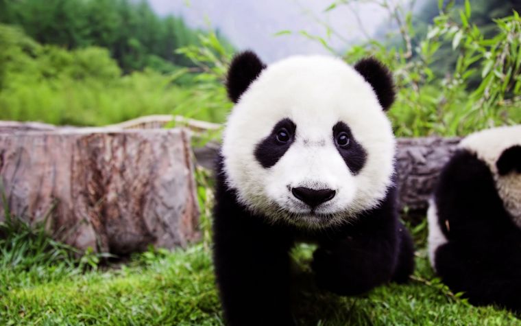 animals, grass, panda bears - desktop wallpaper