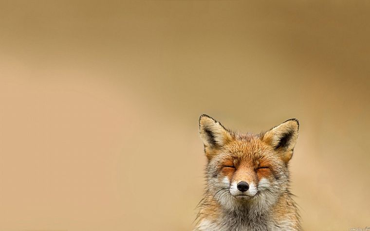 animals, wildlife - desktop wallpaper