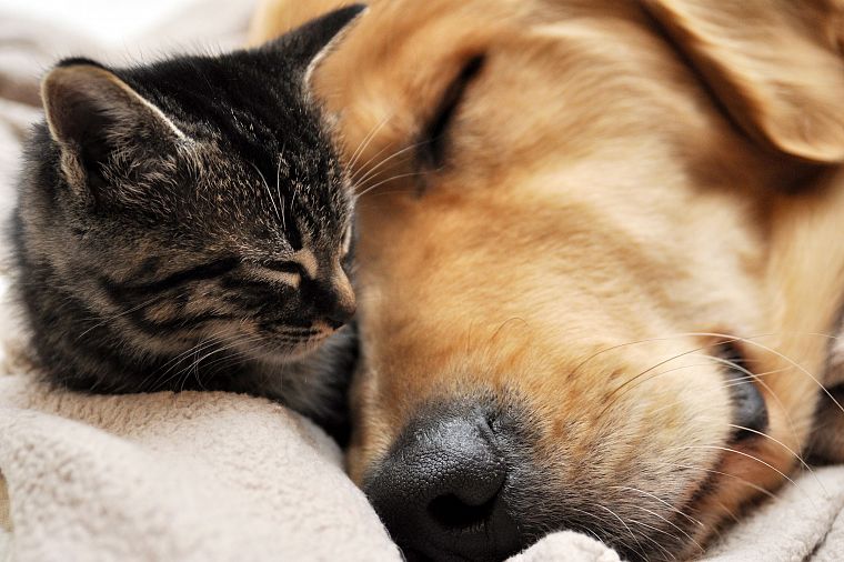 cats, animals, dogs, sleeping - desktop wallpaper