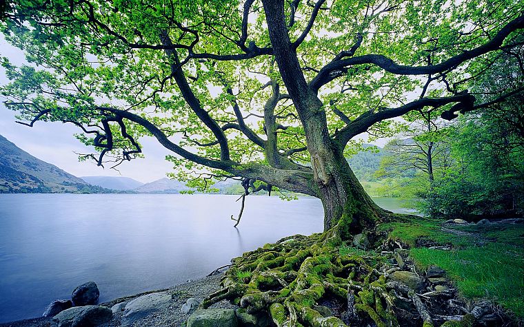 landscapes, nature, trees, old, United Kingdom, lakes - desktop wallpaper