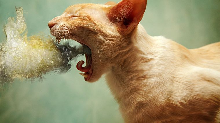 cats, artwork - desktop wallpaper