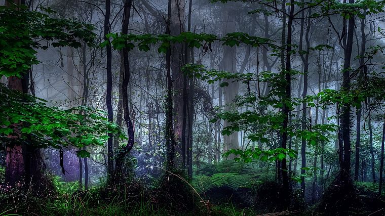 nature, trees, dark, forests, mist - desktop wallpaper