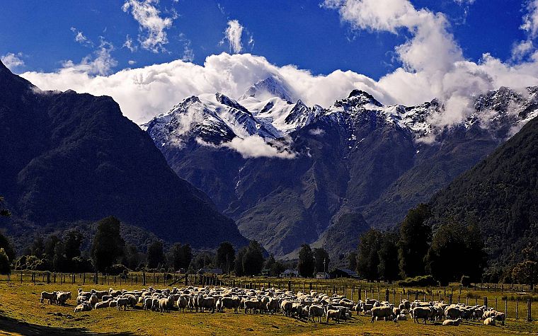 mountains, nature, snow, fields, sheep - desktop wallpaper