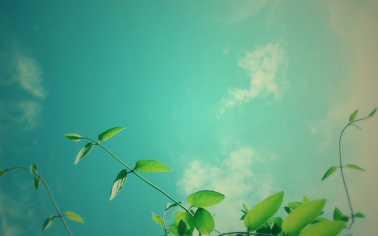nature, plants, skyscapes - desktop wallpaper