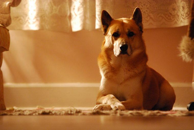 animals, dogs, brown - desktop wallpaper