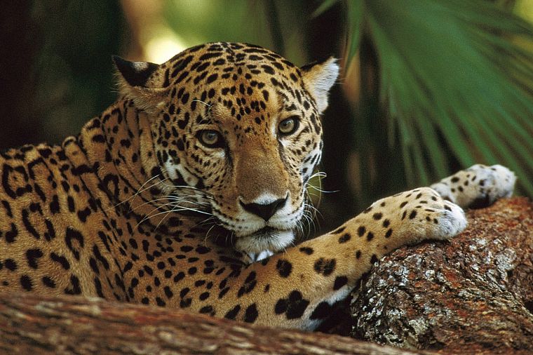 animals, jaguars - desktop wallpaper