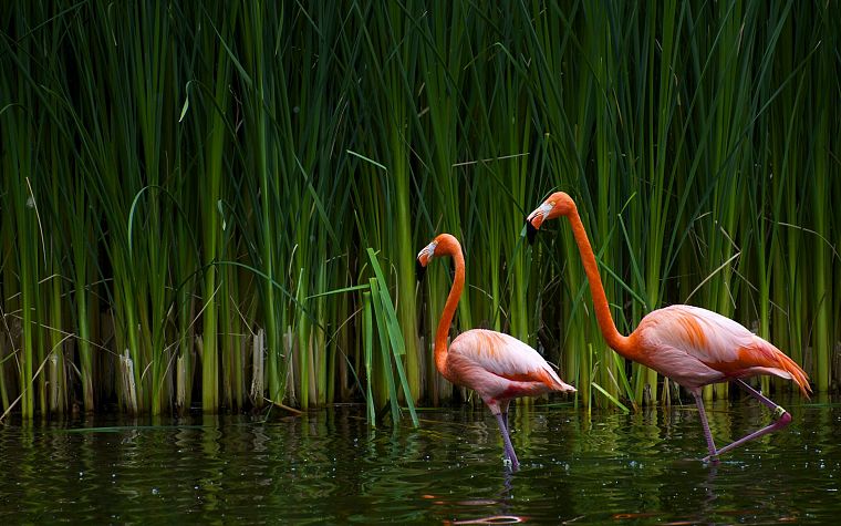 birds, animals, plants, flamingos - desktop wallpaper